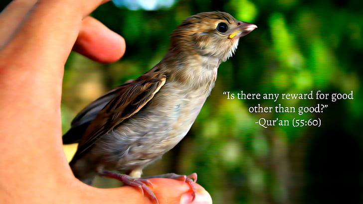 Islam, Quran, birds, hands, religion, animals, Arabian