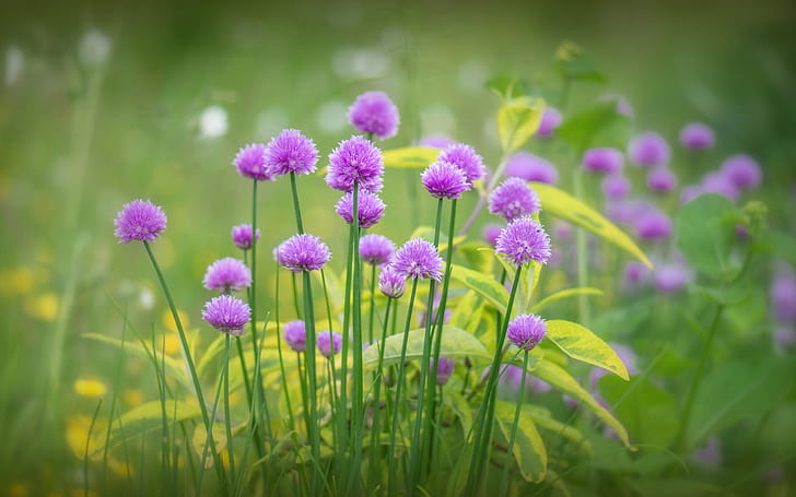 Purple flowers bloom, grass, spring, HD wallpaper