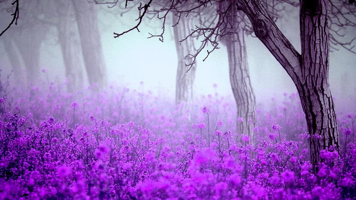 flowery, forest, misty, wild flowers, springtime, fog, foggy, HD wallpaper