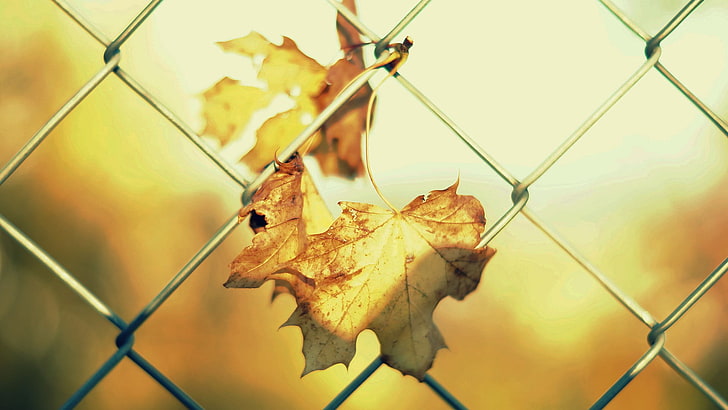 two maple leaves, sunlight, fence, autumn, leaf, plant part, chainlink fence