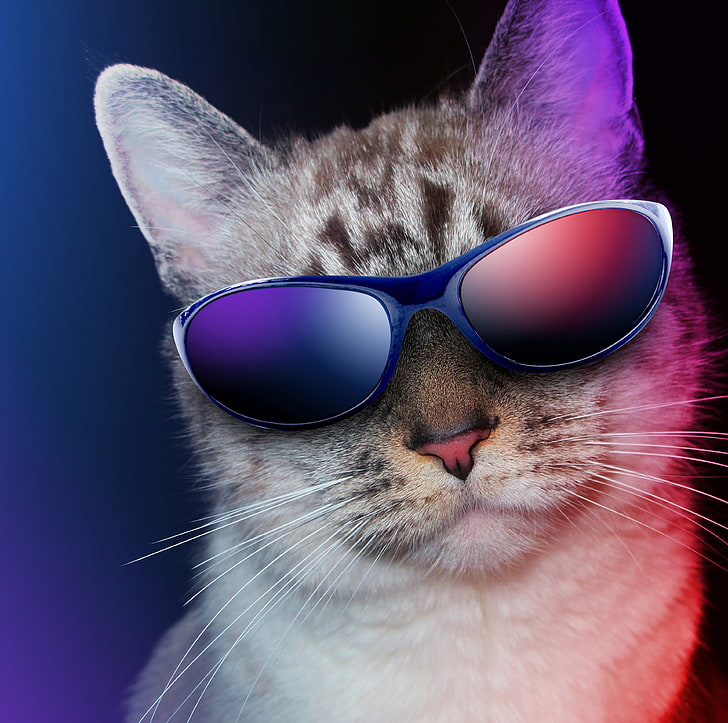 Cool Cat, blue sunglasses with blue frames, Funny, Cats, studio shot, HD wallpaper