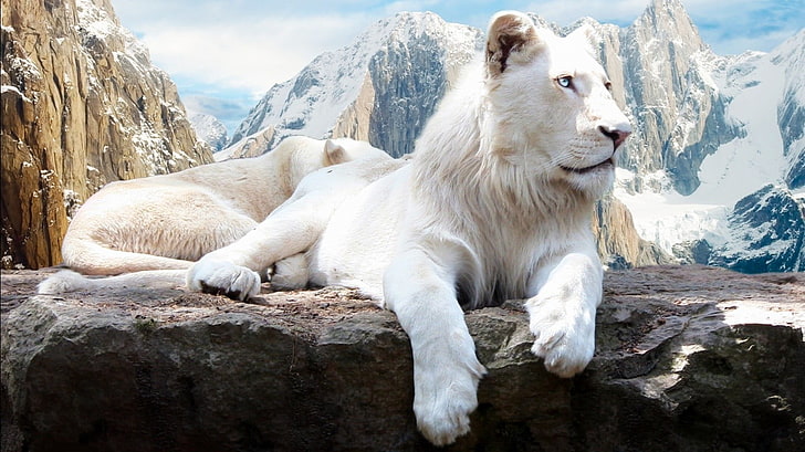 white lion, animals, snow, mountains, mammal, animal themes, cold temperature, HD wallpaper