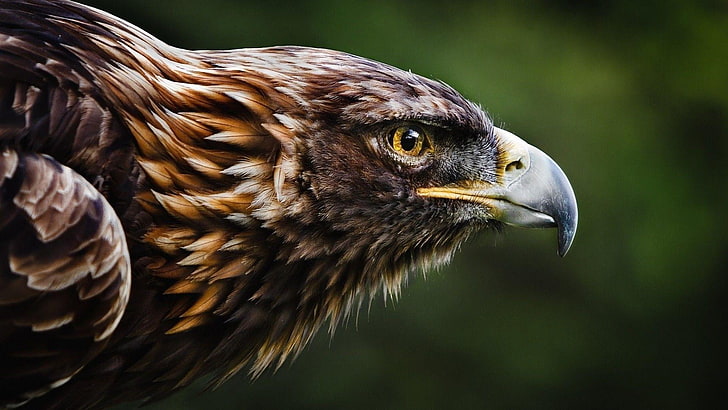 golden eagle, bird, fauna, flying, birds of prey, close up, HD wallpaper