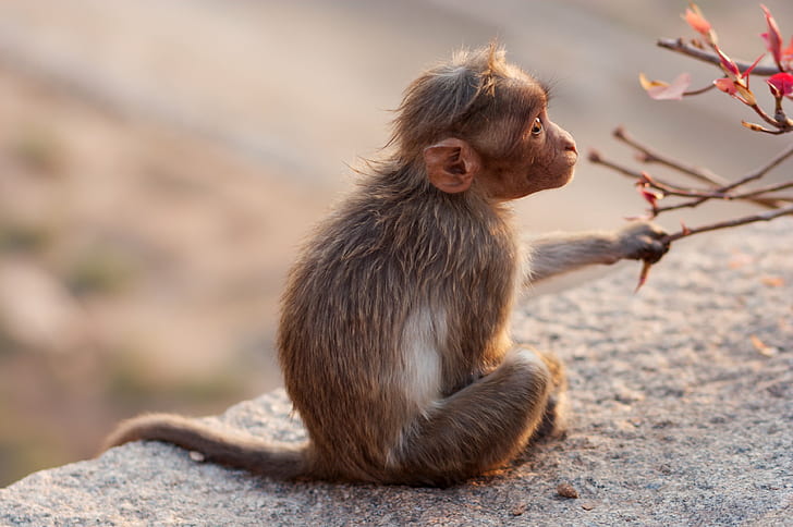 brown monkey sitting on gray concrete block, Reisen, Indien, Karnataka, HD wallpaper