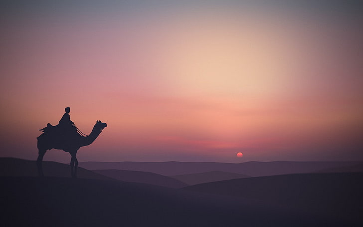 silhouette of camel on desert, animals, landscape, Sun, horizon
