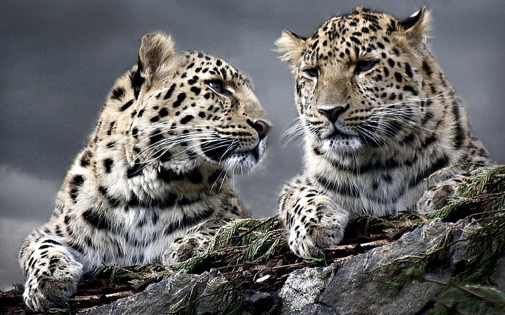 two leopard, animals, leopard (animal), animal themes, mammal, HD wallpaper