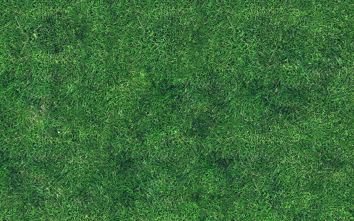 HD wallpaper: grass, texture, nature, pattern, green color, backgrounds,  plant | Wallpaper Flare