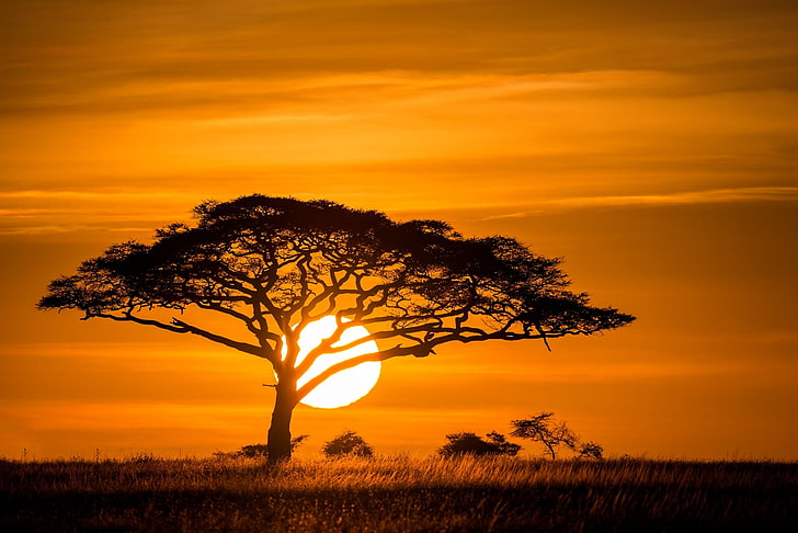 silhouette of tree, the sun, sunset, Savannah, nature, back Lit, HD wallpaper