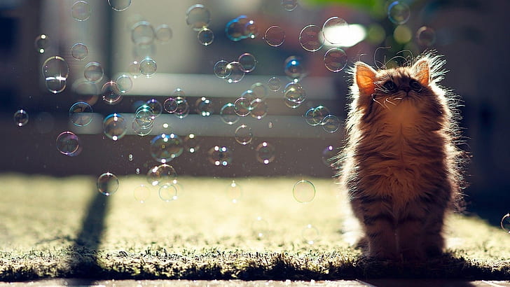 cat, whiskers, sunlight, snout, kitten, bubbles