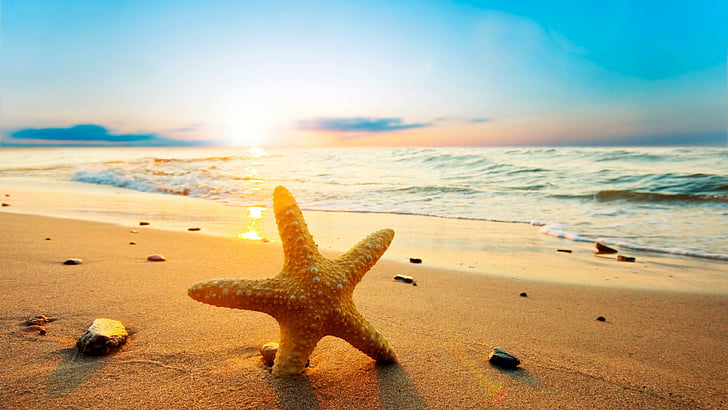 starfish, beach, dawn, summer, sand, sandy beach, wave, shore, HD wallpaper