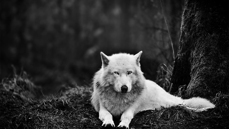 grey wolf, animals, monochrome, one animal, mammal, animals in the wild, HD wallpaper