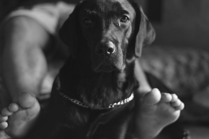 dog, monochrome, photography, Labrador Retriever, Zeus, canine, HD wallpaper