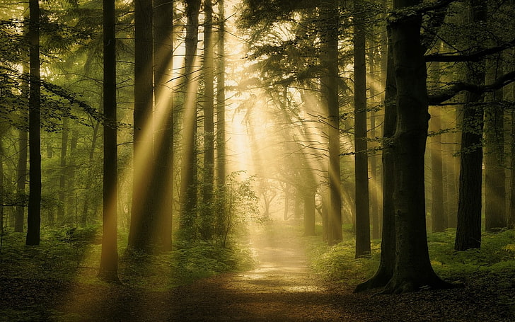 landscape, nature, forest, sun rays, path, trees, mist, atmosphere