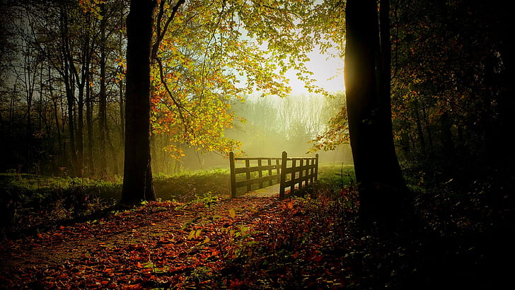 footbridge, woodland, autumn forest, tree, deciduous, forest track