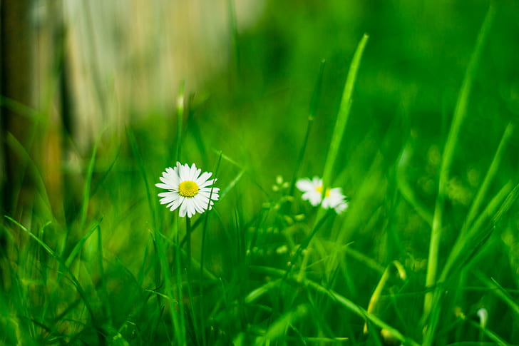 white Daisy flower during daytime, Gruene, 600D, Canon  Eos, Germany, HD wallpaper