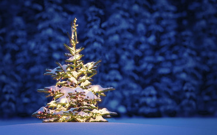Christmas Tree, gold holiday tree, new year, snow, winter, night