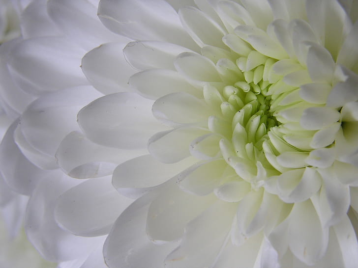white petaled flower, White Flower, flower  flower, macro, olympus