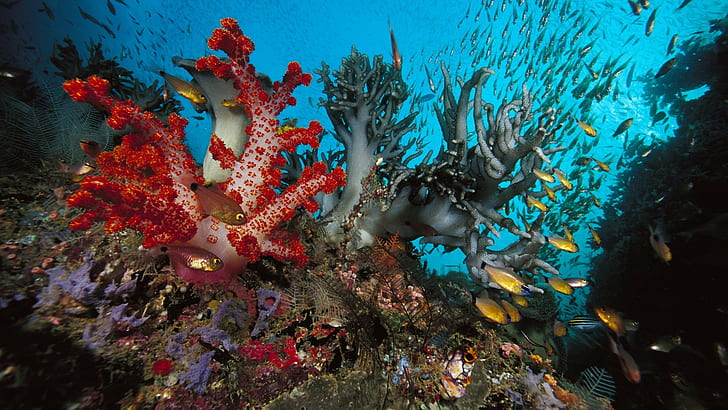 underwater, fish, HD wallpaper