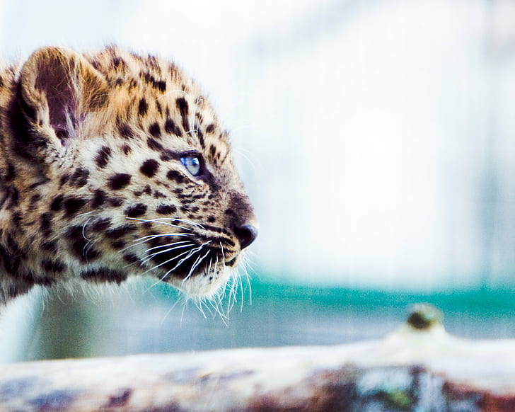 shallow focus photography shot of brown and black Jaguar, Bright Eyes