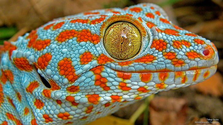 Tokay Gecko, Animals, HD wallpaper