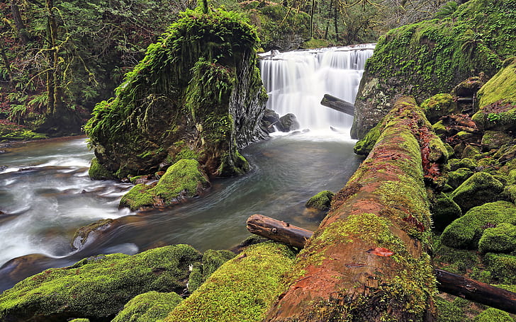 Forest River Waterfall Log Moss Rocks Stones HD, nature, HD wallpaper