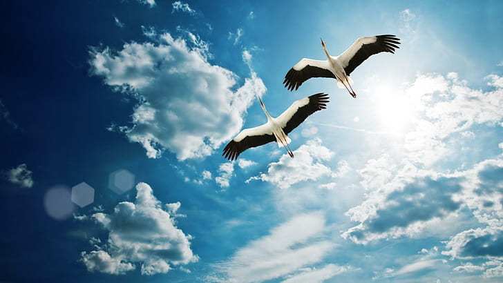 Cranes (birds), nature, wings, flying, beautiful, clouds, white, HD wallpaper