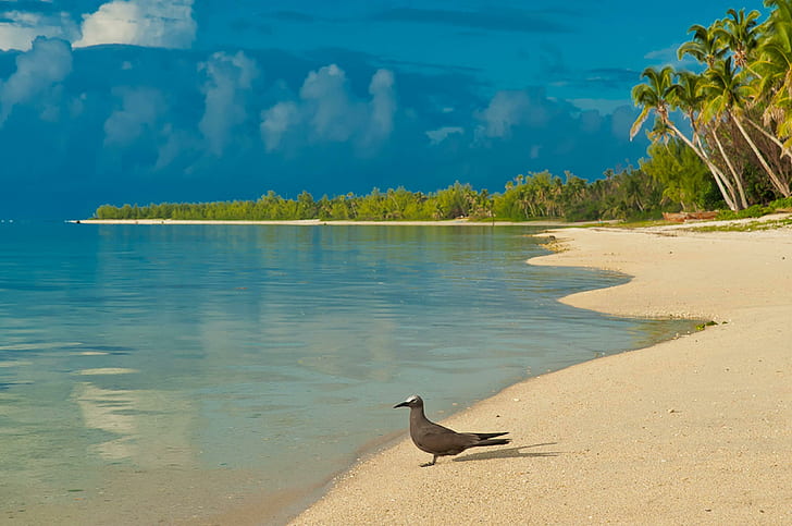 Bird on South Pacific Beach, island, aitutaki, exotic, palm-trees, HD wallpaper