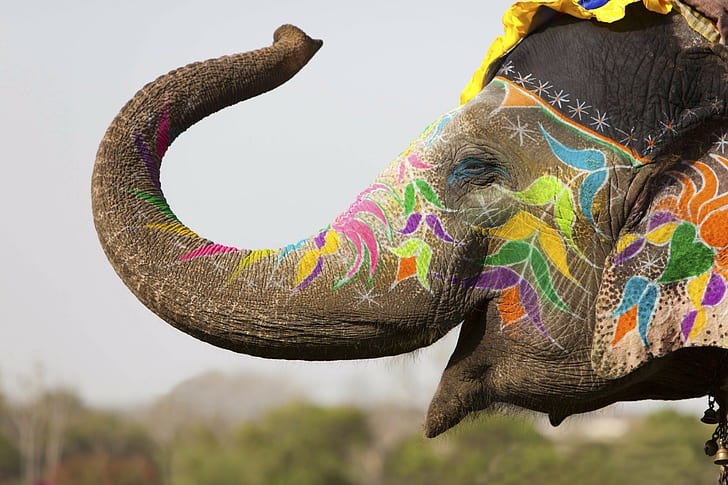 happy photography elephant tattoo india animals wildlife trunks, HD wallpaper