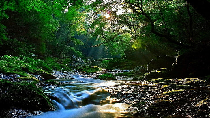 stream, woods, sunbeam, green, creek, river, forest, woodland, HD wallpaper