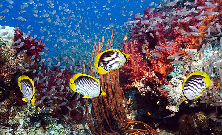 Coral Reef And Tropical Fish, four yellow-and-gray fish, Animals