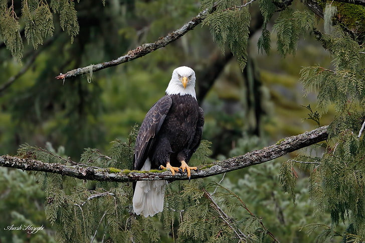photography, animals, nature, bald eagle, animal wildlife, animals in the wild, HD wallpaper