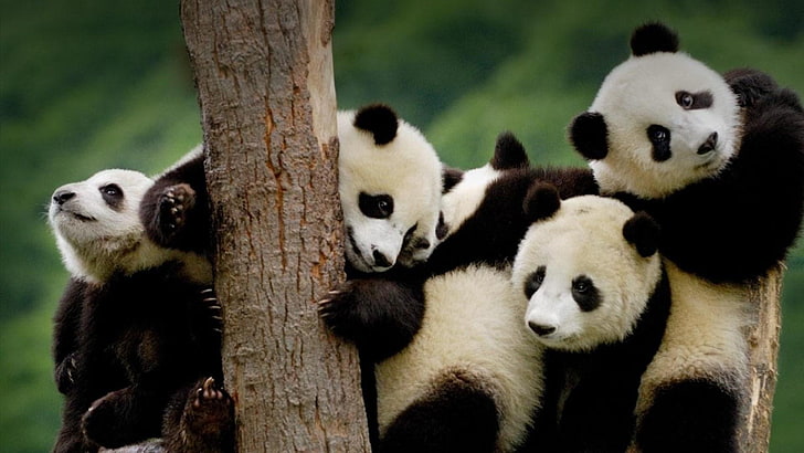 panda, bear, cute, HD wallpaper