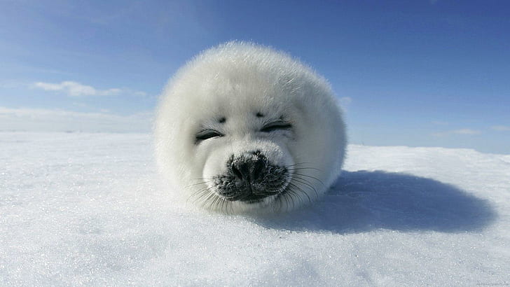 HD wallpaper: Smiling baby seal, white seal, animal, snow, winter, ice |  Wallpaper Flare