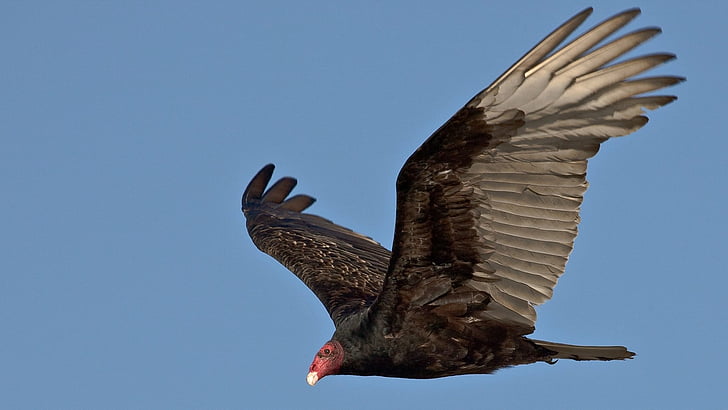 Birds, Turkey Vulture
