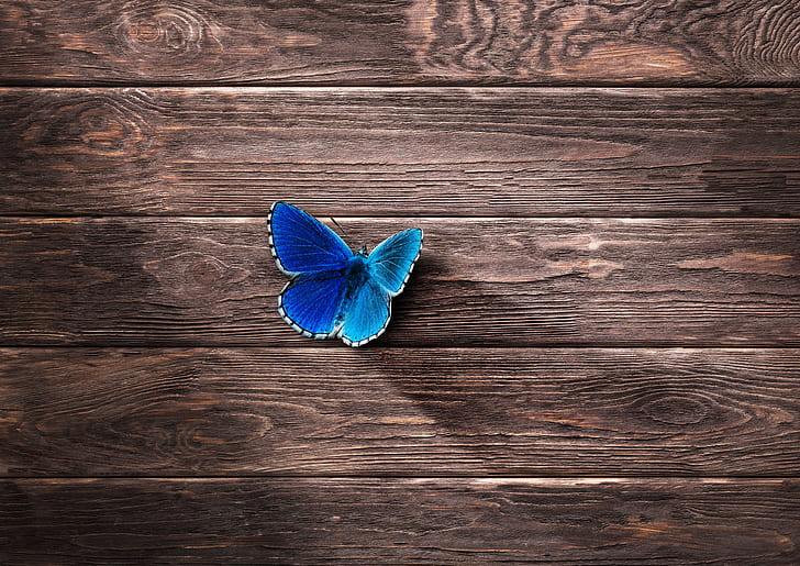 8K, Blue, 4K, Wood, Butterfly