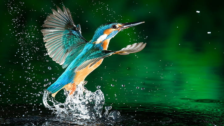 kingfisher, water drops, birds, animals