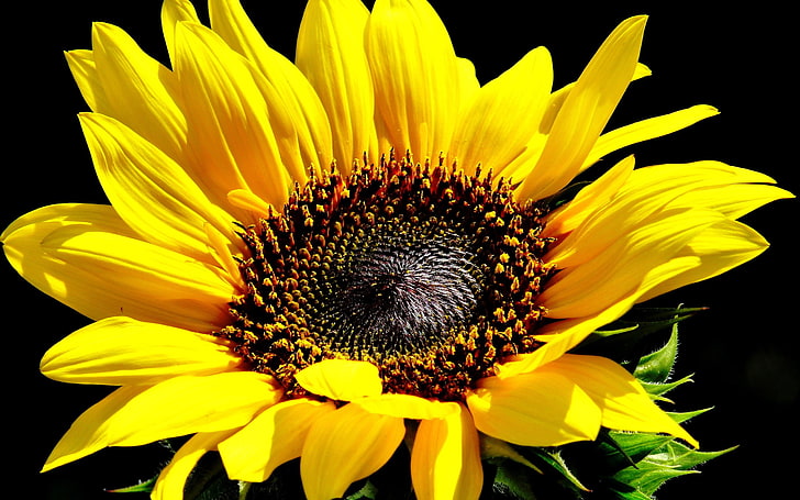 yellow and black petaled flower, flowers, sunflowers, plants