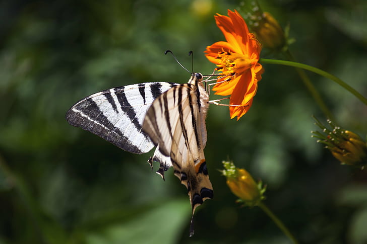 zebra swallowtail butterfly during daytime, butterfly, butterfly  flower, HD wallpaper