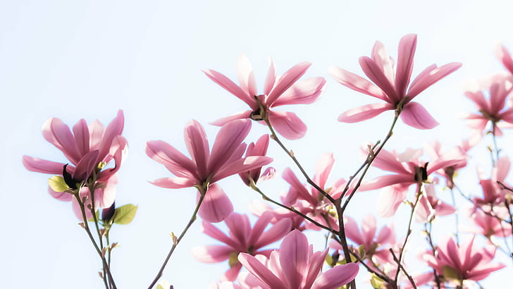 pink and green flowers, Reaching for the sky, Explore, magnolia, HD wallpaper