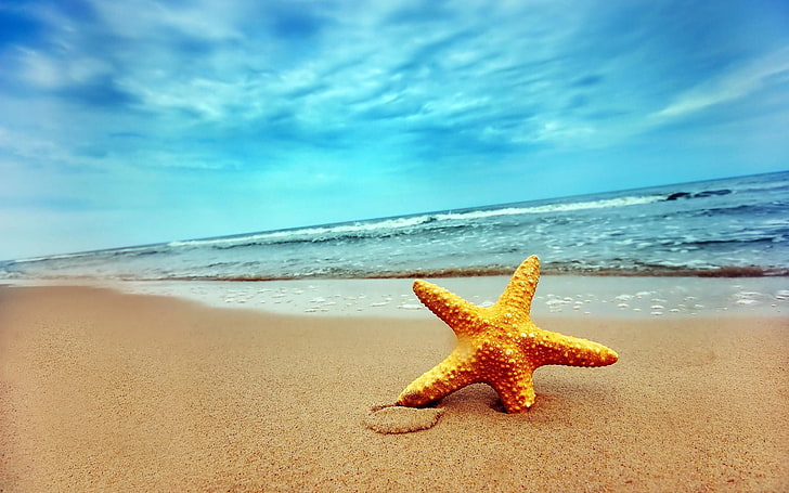 starfish, nature, beach, sea, land, sky, sand, water, cloud - sky, HD wallpaper
