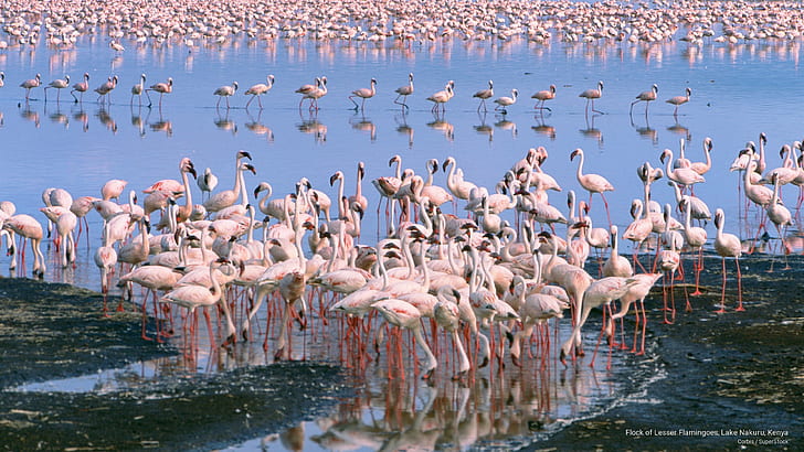 Flock of Lesser Flamingoes, Lake Nakuru, Kenya, Africa
