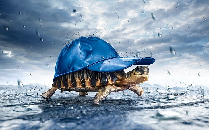 digital photo of brown turtle with blue cap during rain, water drops, HD wallpaper