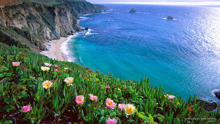 Ice Plant, Big Sur Coast, California, Nature, HD wallpaper