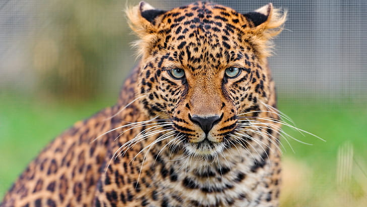 young leopard, animals, 4K, cheetah animal