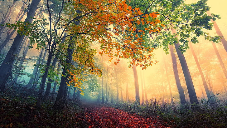landscape, trees, fall, red leaves, mist, forest, plant, beauty in nature