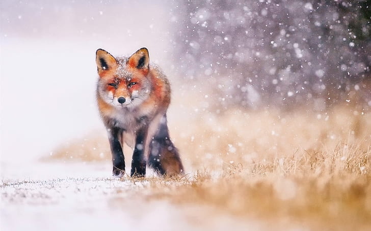 Cold winter, snow, fox