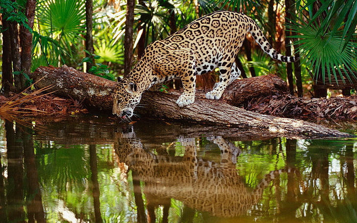 adult cheetah, jaguar big cat, predator, water, drink, thirst, HD wallpaper