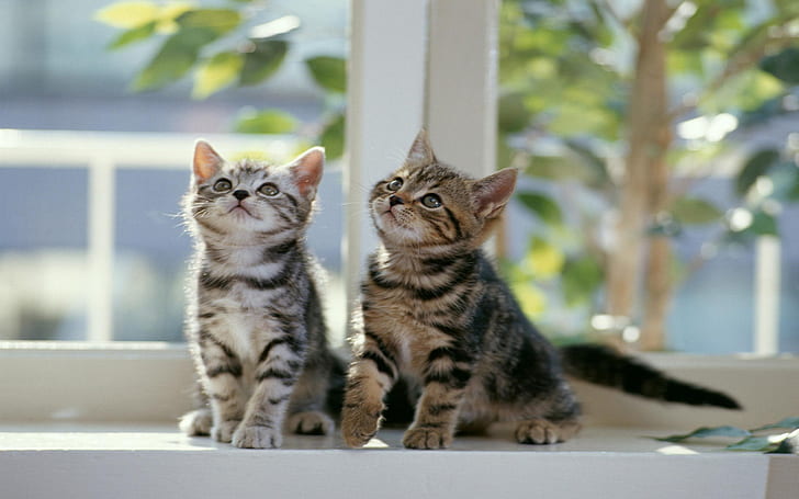 Twin Cats, cute, small, curious