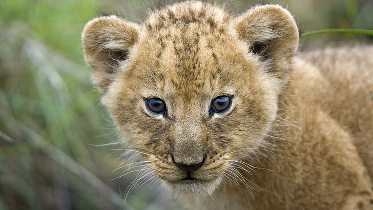 Young Lion Cub, Masai Mara, Kenya, Africa, animals, HD wallpaper
