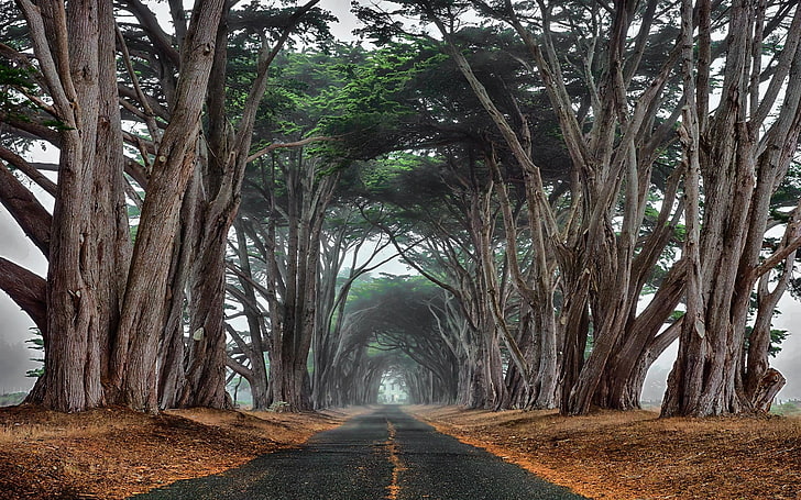 green leafed trees, landscape, nature, cypress, road, mist, tunnel
